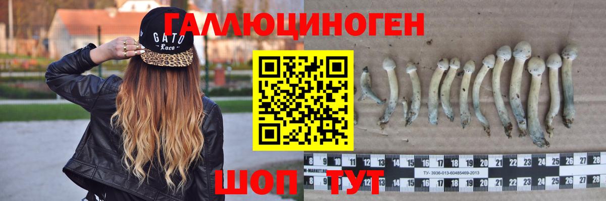 Галлюциногенные грибы Psilocybine cubensis Михайловск
